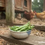 Fresh green beans in a bowl beside a backyard chicken run.