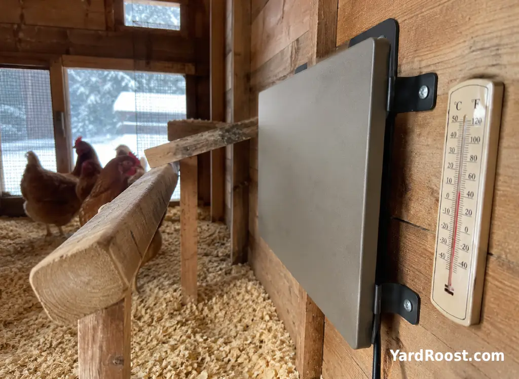 Flat radiant coop heater mounted near a roost above dry pine shavings.