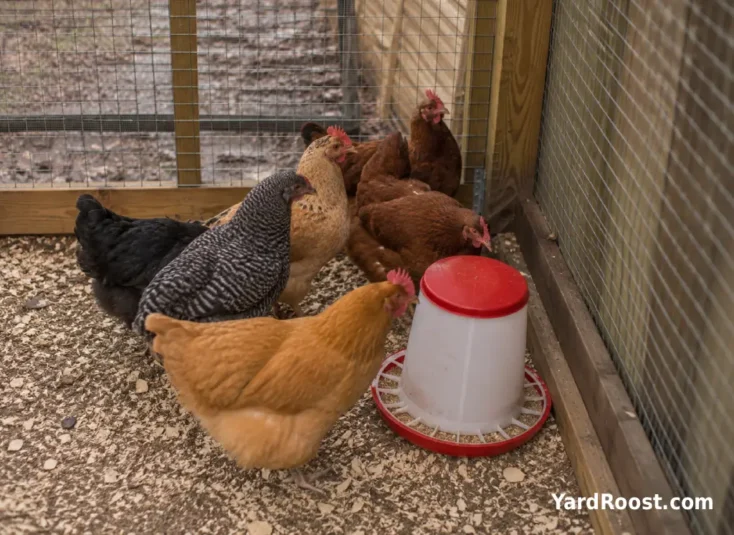 Crowded chicken run corner with one feeder showing why slow flock introductions matter.