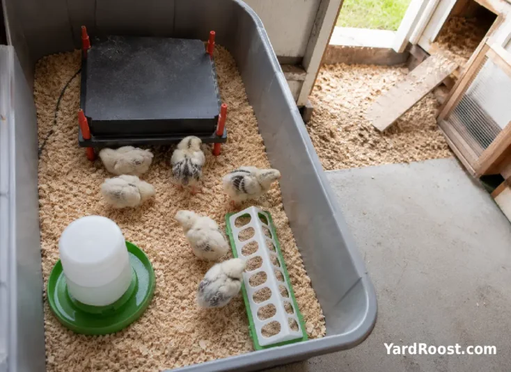 A clean brooder is set up with chicks, a heat plate, feeder, and waterer.