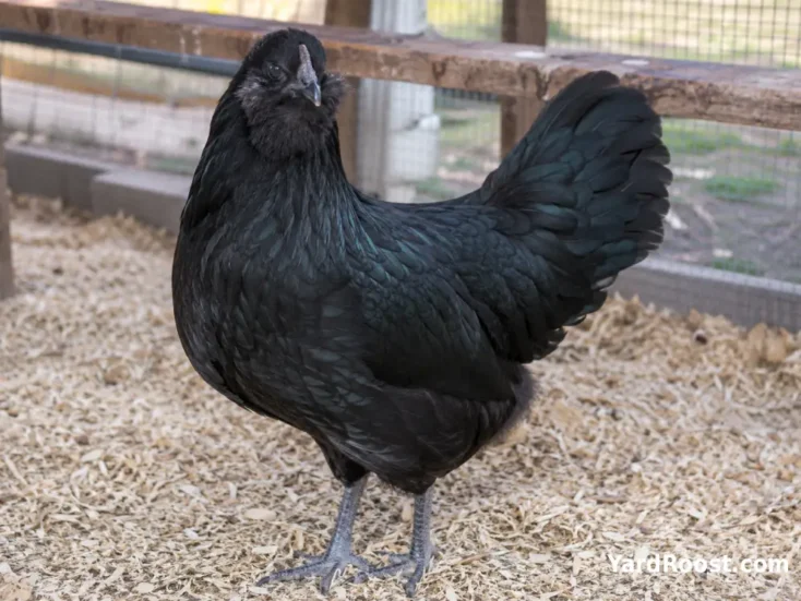 Black Ameraucana hen displaying its beard, muffs, pea comb, slate legs, and tail.