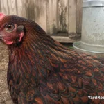 Barnevelder hen showing detailed black double lacing on brown feathers.