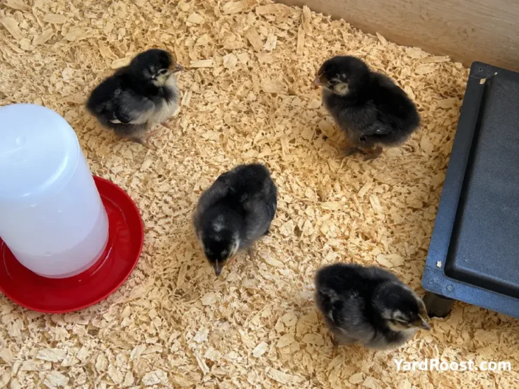 Black Copper Marans chicks standing on clean pine shavings in a brooder.