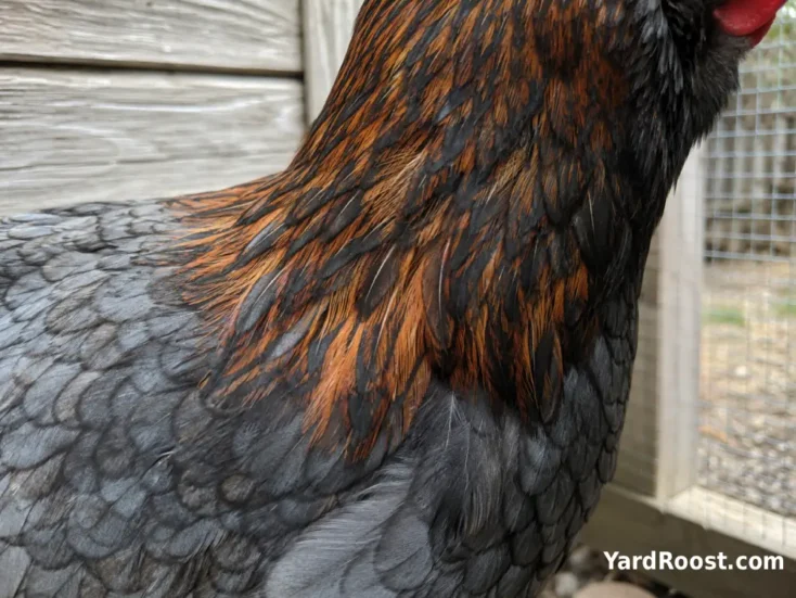 Close view of slate-blue Marans feathers edged in darker blue beneath copper neck feathers.