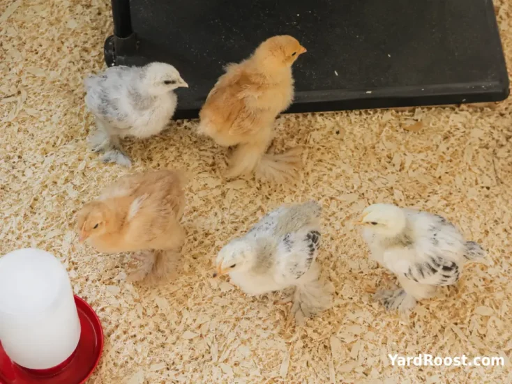 Light and Buff Brahma chicks resting beneath a brooder plate on clean pine shavings.