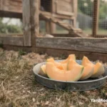 Fresh cantaloupe pieces sit in a shallow dish beside a clean backyard chicken run.