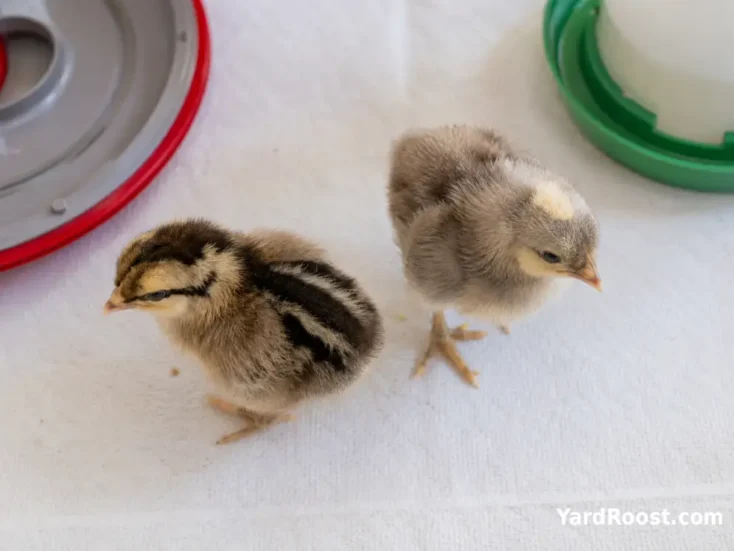 Day-old female and male Cream Legbar chicks showing different down patterns.