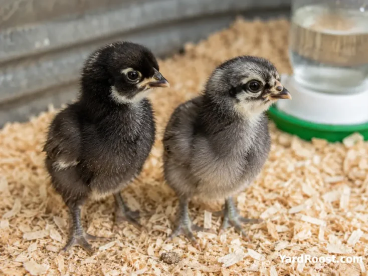 Two Cuckoo Marans chicks with darker and lighter natural down coloring.