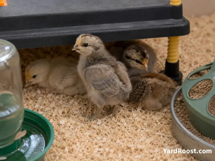 Olive Egger chicks resting near a brooder plate with feed and water.