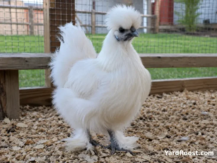 White Silkie chicken showing its fluffy crest, feathered feet, and dark face in a backyard run.