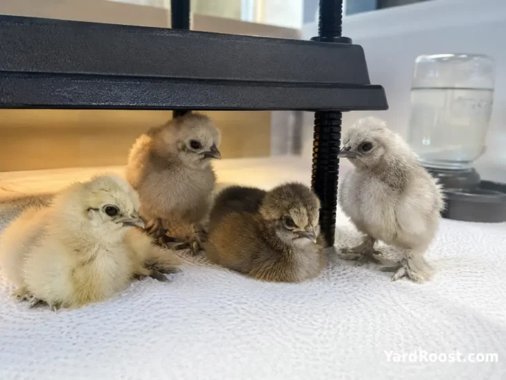 Silkie chicks resting comfortably beneath a brooder plate on textured bedding.