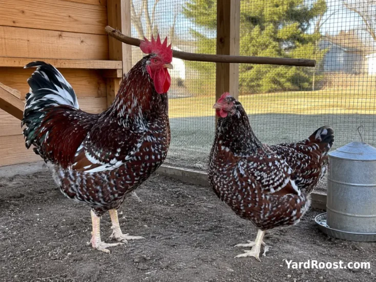 Adult Speckled Sussex rooster and hen standing side by side in a secure run.