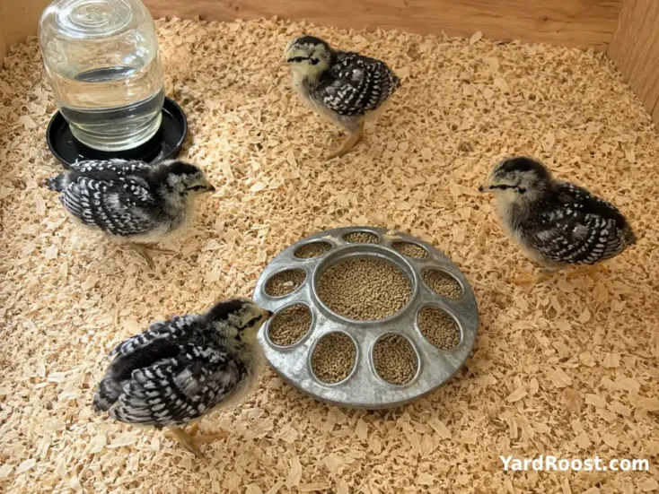 Young Wyandotte chicks exploring clean pine shavings beside a brooder waterer.