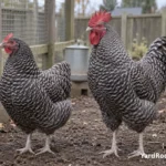 Adult Dominique hen and rooster standing side by side with visible differences in size and feathering.